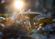 2019-12-13/c3170410be174a0f3ed7a2d7ed9952ef_5e832fe16d977beb08139d67c22060de