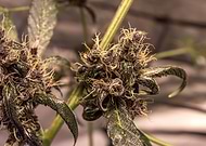 2019-12-23/c863f8ecbf866a8e77cbff95c7892791_b34b297a22941f0815a79b61d7b3c741