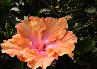 2019-12-26/020352e17f3c603f8185a1b484da1a0a_6145859305310a6899ae509de03310ae