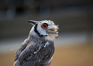 2020-01-06/48c490b1d52dff562eaa97d8f640fff3_c976c236deaee4e8136a4a79b9d4a00c