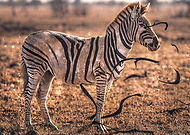 2020-02-03/b3b08f66477254778e57875dad002f68_a7f45b4b829345ce1c1df7460ee0518e