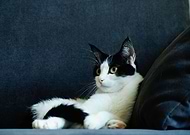 2020-02-09/a66c51a390b2ab9553a0d4d9bc611ba0_4a002bd9e0a89be932f6caf26757c185