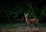 2020-02-18/a55add78c1f73cdb85cc79ffee112728_09cbbafbb6403e78fa43b8efeb35eef6