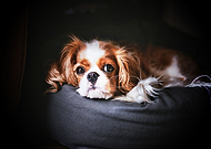 2020-02-19/280f45f16194a6becb308b6c22983767_ba30c01a2499bb4809097068a6b35b82