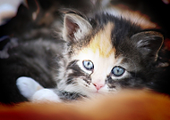 2020-02-19/8e9e4370aa31a722e7a45cc5bf7d3740_c9d55af8fd0b54fdd67c02c3866158b7