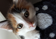 2020-02-24/5855051aa8cc212e79ebeb3c1e168637_c71855f095cf292b723fd4b422cb7772