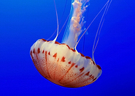 2020-02-27/68af949672154bd028a80bda6ee8ca36_c4ac710b8da29600619ce5c9dd0814d9