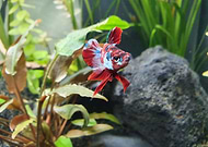 2020-02-27/aed9e9de944c3ecaa34d737e9c5ee254_08de8bd34edf93c9bbeabdda2834379d