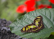 2020-03-17/ed04aaa84c3b0667a06ece83150e1353_e4cf37bf51e4c5d542fac51c924b3798