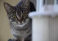 2020-03-26/3f4436b09b41333eabeafab60cbfbaec_da56a90dbe4901ad2f80eae20fdf5aef