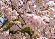 2020-03-29/260819d00a2db6c1a1cfbb838df4422c_19ba72b436a606e8ec8b865b63167c99