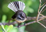 2020-04-07/0dfd96753630cd6957c3982416fd2350_b7e256fae21594072329c9d078137bbc