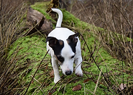 2020-04-10/c7471207226f90cfd822d8ae66f1ef2d_39804c35d3ee5693ca18284e1a05562d