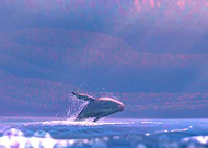 2020-04-14/1e29a706daaaed6724e328720f895edb_8aefd27b3a4c9955115934de8e90d88a