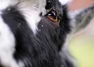 2020-04-23/6aa697e5a090a8759d1968bc041ee910_e1a6eb1a2fa4bd47166a917b8adbed2f