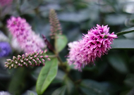 2020-04-26/65d187e45075425db4cb9dff54e2aa62_ba724bcfa482805a55fbd7dc17c72130