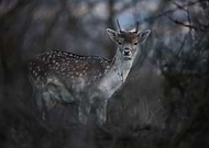 2020-05-01/1afcc9eaf77c384b10f69d0c259f18e7_d8a29869f5ff86e3451ceddd181b38b2