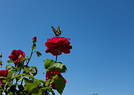 2020-05-18/41e7b18d8d6999da35a01ddbf10d28e7_5a9f7e28eca5a7e23f3ce6a0f1adeaeb