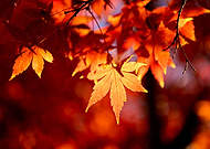 2020-05-19/4fcbe0e8f10f25894ffb3b0d43d87d77_ae5c75a3b8ef5c96f11a6d7cfb528597