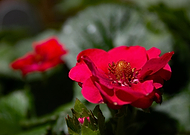 2020-05-29/583182034b24cf1575020b0b2024ae25_dc88a6e22ceebe3523e89f51ae86da62