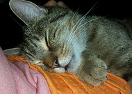 2020-05-29/a6d491268ebb6f72d8897c52edcf87dd_3130319924117cbf730078efda34cbe6