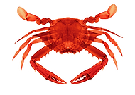 2020-05-31/a2a591aef5c1f2097ca47264bfa32d86_1629f8ea16fd6ca832ed78182cd6bbe5