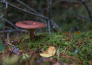 2020-05-31/b07e1ae04d131cf8869faba8915d7e3f_e726354bdb695cb5478a36280b0ce1fc