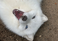 2020-05-31/bf3656f5379e3fdbd430c13ac12767de_05669d8699006956482f0bf4c333f729