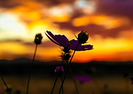 2020-06-04/af09ccb973f788661e74ee3ce628c502_0ab4cfb1f82b121136c722b57fc58fd5