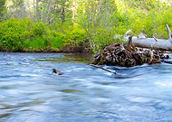 2020-06-15/56c18401cdd5d846425bd1b924471f48_76558f4822143e233cc6756092b20a50