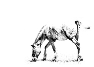 2020-06-15/d32c1c915564e2a8b98e7e8b0da953a3_168cef9a70296cd30e144de6ca4ffa59