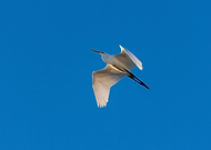 2020-06-16/176184155162bb4b38777177b1b28aca_2e782b5cb13cf08f3fc26bf82fc80fd8