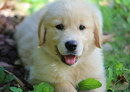 2020-06-28/d1d4a82b69e4c7b09dbdb3e4aac534ea_911860c67ab84d0d8bf28940e9711bd9