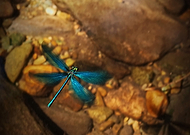 2020-07-10/2a8f6f7f021d548a023cc93f486b32c6_57dfb11ce09f5f392bb1918ad1f1fa71