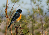 2020-07-23/72b9c4cc4fa3dcf05abf9445b63821fa_38fb6954f14d1ae96c0315387ca16153