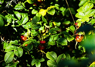 2020-09-14/1504259909894faf20798fdefb725aa5_235e47e4404bd6204d12e9f97aed0176