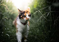 2020-10-12/5128aad7a025e650264c83d292a68d58_dc46716b58dc0ada992b7f4b73a97822