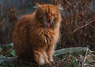 2020-12-28/ee2d6989795436a711ee8502b10fa8ba_e4859bce2d39f23a6bc3c5336ccad77d