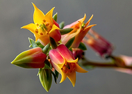 2021-02-17/cc1f6268efff80dd211fa509c45491b7_c43b026c669465a2dd1972c20720aa77