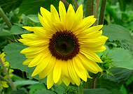 2021-03-01/1954f753c56e03179f4ff107b104f492_ccf71bca4b01a7ef0795ee70e0c953fb