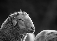 2021-03-29/7938660b1a49ae7112f36c90786cccf4_cee6f4b43764f553540c9b324bcb4084