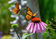 2021-04-21/102bb05f085d41c45cbcde10cba613a7_5cf5c7be2706c6c2dded54c669554260