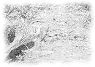 2021-05-07/b1f863803f0d2ceb9a0314b281e69d98_3d7543587345e45fcca2d85bc55adcdd