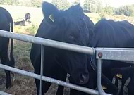 2021-06-19/c2bb5eff69fcd9443824964733919d0d_e491a8e7ff2692315629846fd4f59344