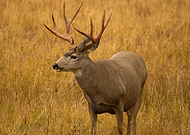 2021-06-28/4a21ec710dea838a9dc628294a3cf0a7_9ee532803fdd0f35c3127f81b8d70fdc