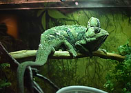 2021-07-04/55f6caef8f7926934202bbd21ac066a2_29c1a38b0e52781f62322f0d3f942e88