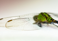 2021-08-12/56be4448bea7cdbc0d0fe74f133b2a4b_d5cdb935b7bd86481765e5cb3992bc39