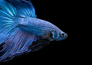 2021-09-20/6b3ffb5df6b09012459f269d5e58aba9_21806330f43a2ed354f8b7b258767242