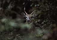 2021-09-30/0a3ad08c75920e2c3645c423ec0898f7_bb09e7e7d3b67b89df13c0222b7f32d1