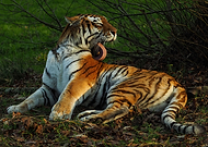 2021-10-13/54fd25c2f212c54a649c6fa8c98a8093_b9938302b3e7e780444b9a5e436be75b